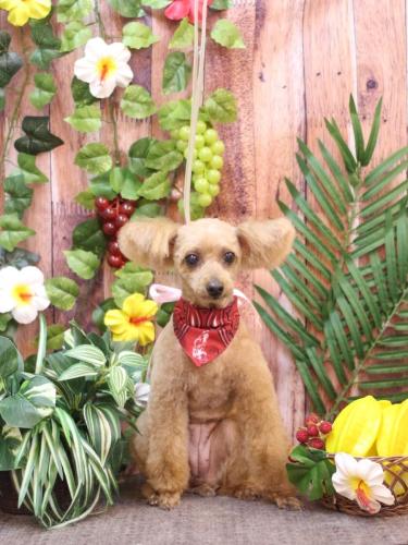 20230820ももちゃん